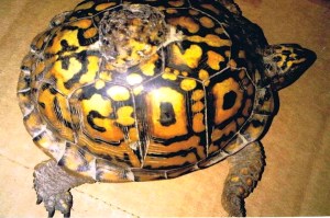 401945_477507815653063_1884077444_n-1